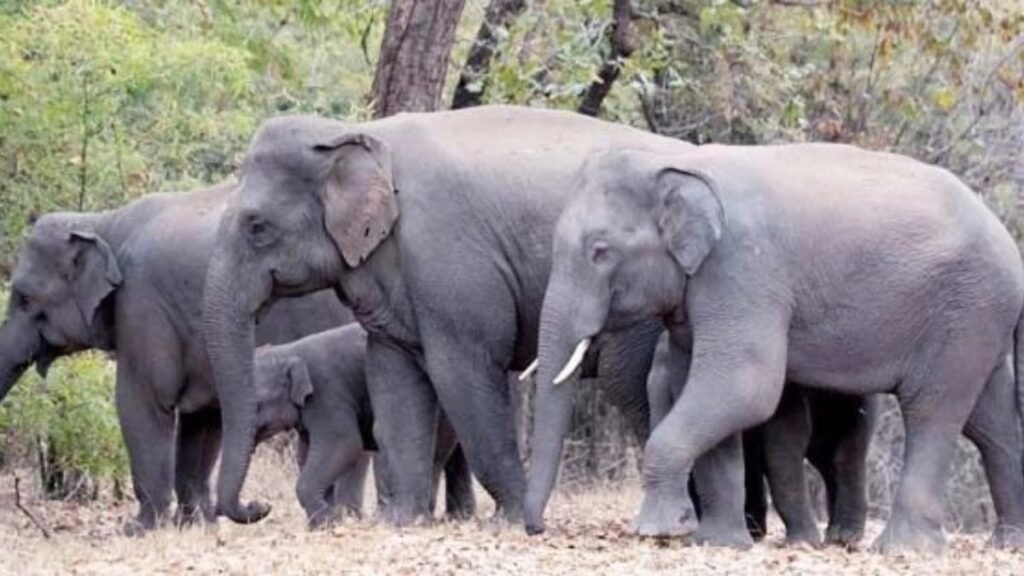 कोरबा जिले में 53 हाथियों की मौजूदगी, कटघोरा के जटगा रेंज में सबसे अधिक सक्रिय