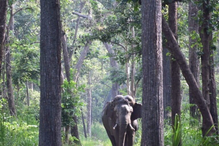 हाथी प्रभावित इलाकों में वन विभाग की अनूठी पहल, पैदल राहगीरों को सुरक्षित घर तक पहुंचाया जा रहा