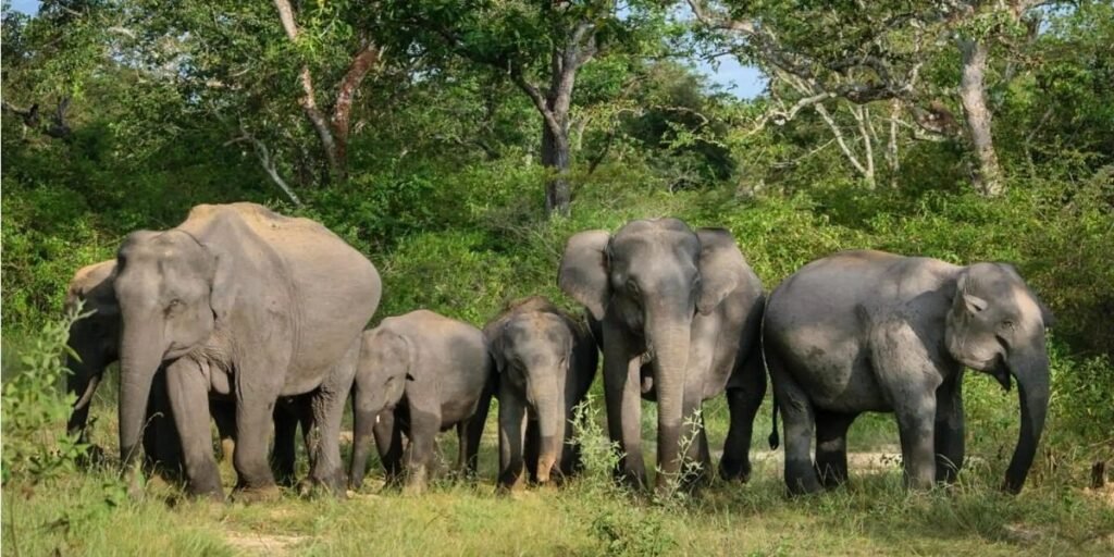 हाथियों की वापसी से केंदई रेंज में हड़कंप, वन विभाग और ग्रामीण निगरानी में जुटे