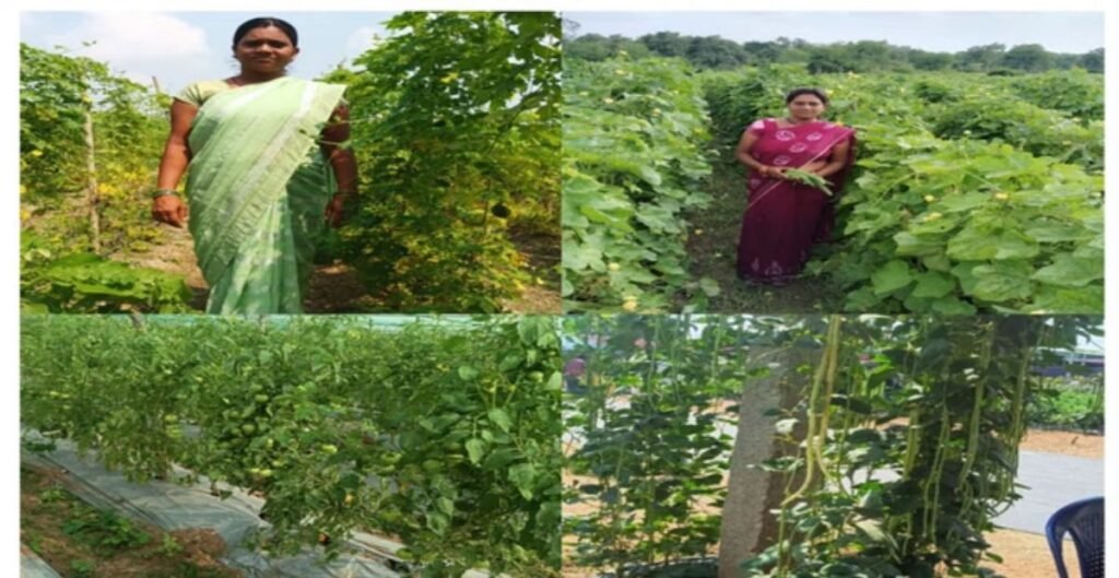 राष्ट्रीय ग्रामीण आजीविका