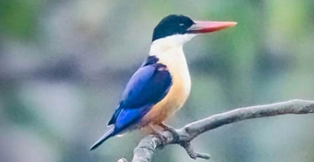 ब्लैक-कैप्ड किंगफिशर